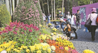 2020深圳菊花展今日開(kāi)幕