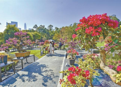 兩大公園花展正在進(jìn)行，帶你進(jìn)入深圳最美賞花季