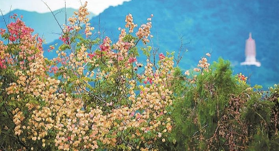 仙湖植物園：披上秋衣層林盡染