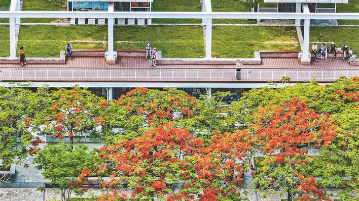 最美深圳五月天 鳳凰花開紅似火