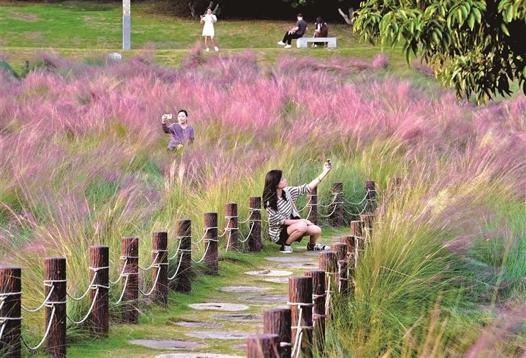 紅花山公園粉黛亂子草浪漫綻放