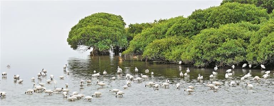 福田紅樹(shù)林上榜深圳首個(gè)省級林長(cháng)綠美園