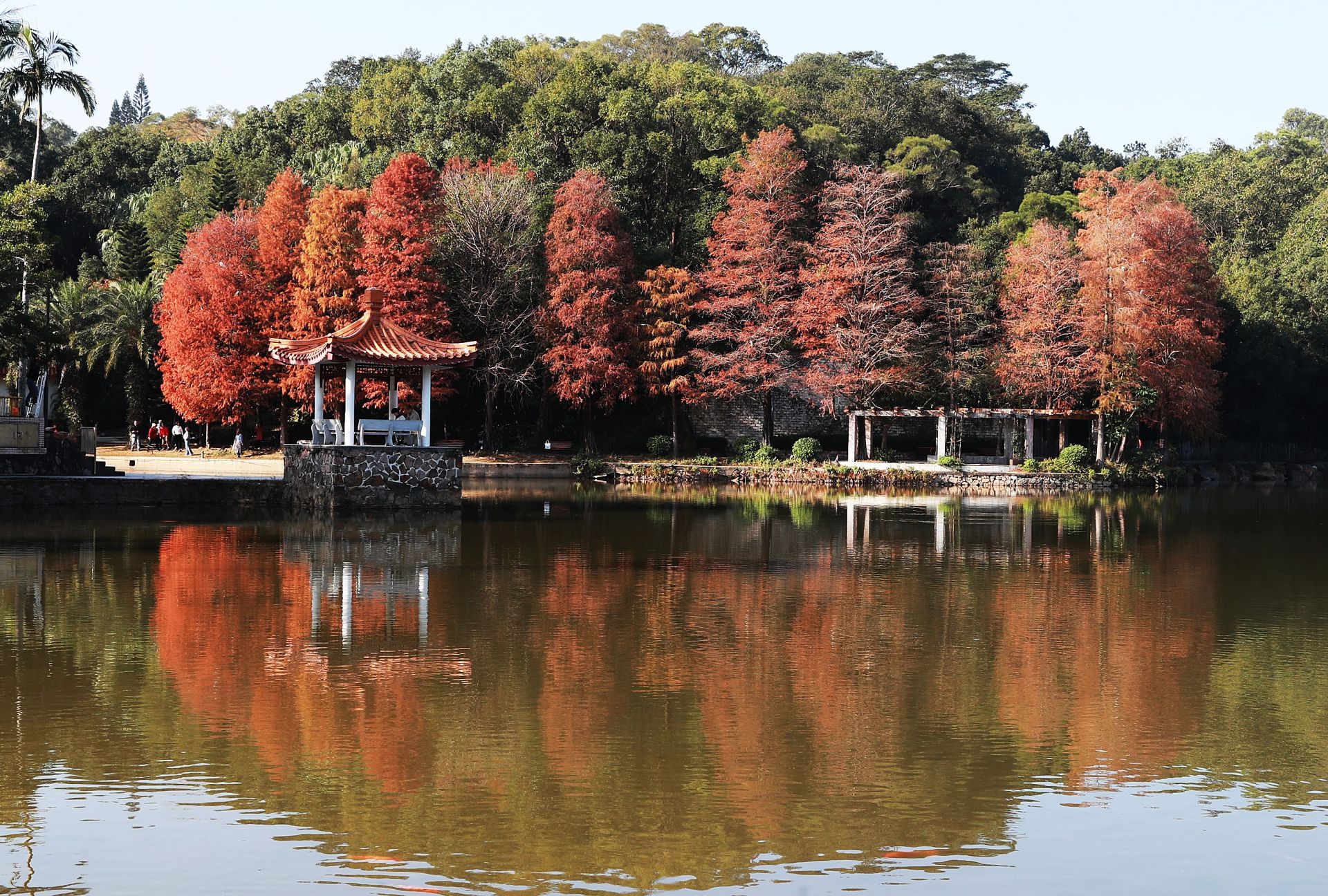 刷爆朋友圈！仙湖的落羽杉，紅了→