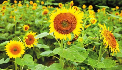 石巖陌上花公園 向日葵競相綻放