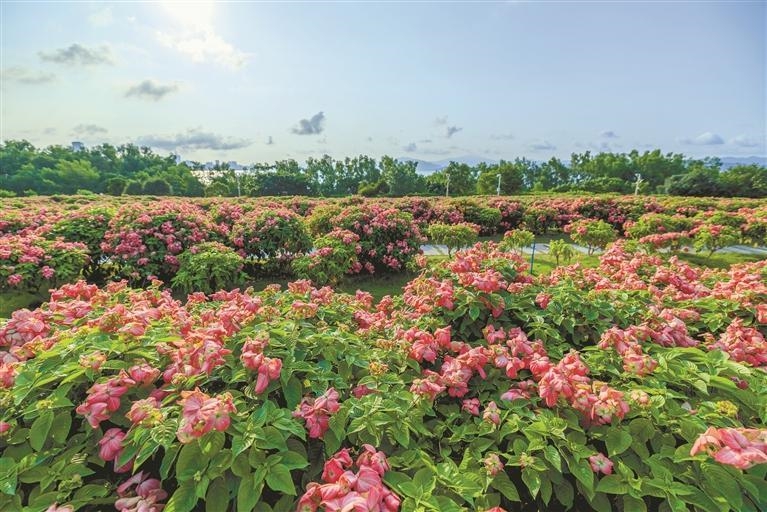 深圳灣公園花海“上新”